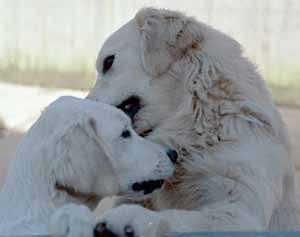 golden Retriever Puppy - Jet, Timothy licking her ear