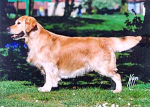 Golden Retriever Stanroph Squadron Leader