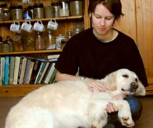 Golden Retriever - Lucy