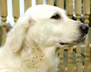 Golden Retriever - Lucy