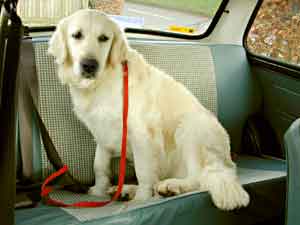 Border Collie and Golden Retriever Advice car safety