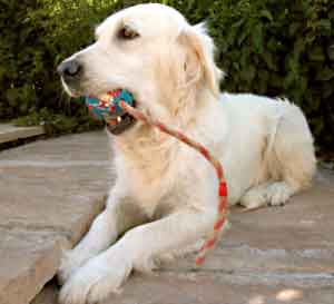 Border Collie and Golden Retriever toys and games, balls on a rope