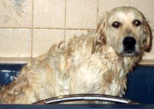 Golden retriever Magic in the bath