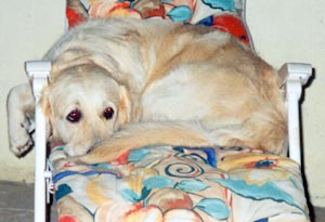 Golden Retriever Magic relaxing on a garden chair