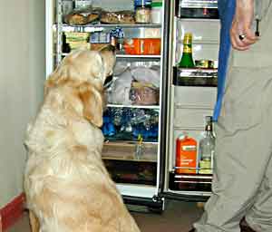 Golden Retriever Magic considering an evening snack