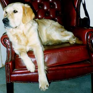 Golden Retriever Magic relaxing on the armchair