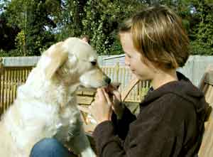 Au Pair Dog Carers Golden Retriever Magic with Marie