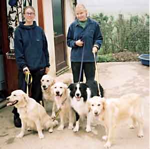 Au Pair Dog Carers Golden Retrievers and Border Collie Hercules off for a walk