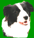 Border Collies