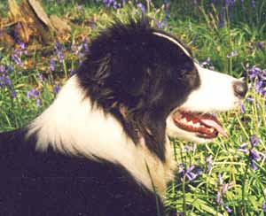 Border Collies: Merry in the bluebell wood