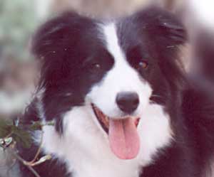 border collie Merry smiling