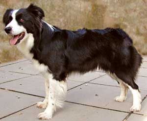 Border Collies and Golden Retrievers dog breeding