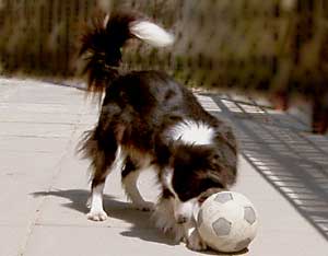 Border Collie and Golden Retriever toys and games, football
