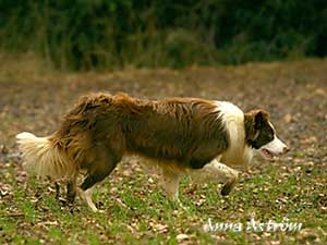 Brown Working Border Collie Image