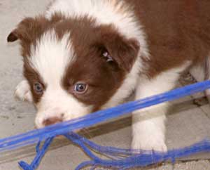 border collie puppy image