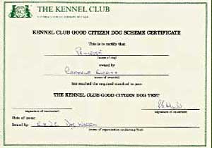 Golden Retriever, Primrose's Kennel Club Good Citizens Test Certificate