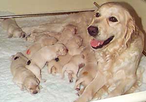 Golden Retriever, Primrose and her puppies