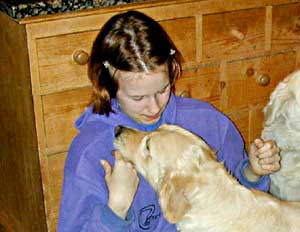 Golden Retriever, Primrose after a cuddle