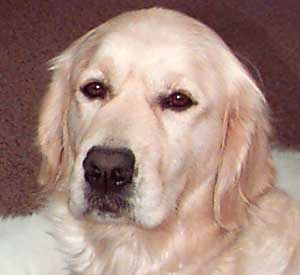 Golden Retriever, Primrose head