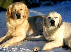 Golden Retriever, Primrose and  her daughter Jet