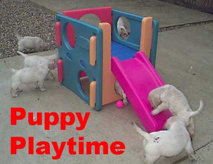 Golden Retriever Puppies at play