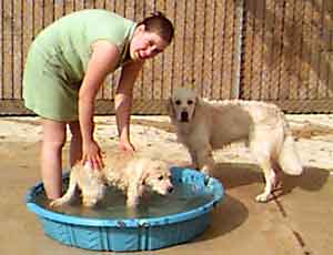 Au Pair Dog Carers Golden Retreiver puppy with Camilla