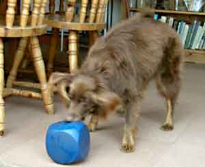 Border Collie and Golden Retriever toys and games, buster cubes and food balls