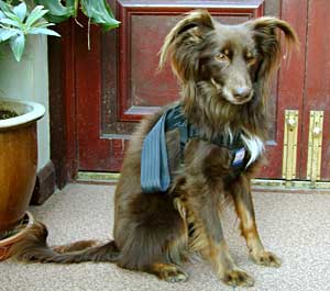 Border Collie and Golden Retriever Advice dog seat belts