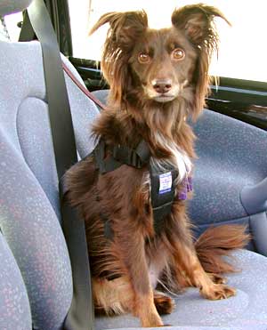 Border Collie and Golden Retriever Advice car safety for dogs