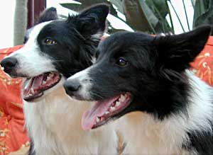 Border Collies and Golden Retrievers dog breeding