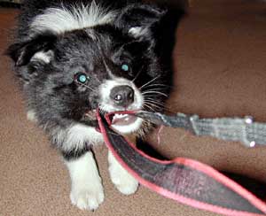 Border Collie and Golden Retriever Toys tuggy toys and raggers