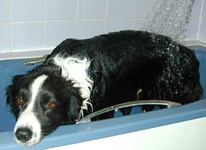 Border Collie and Golden Retriever Advice bathing the dog