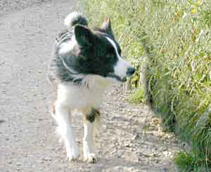 Border Collies: Scrumpers on the run!