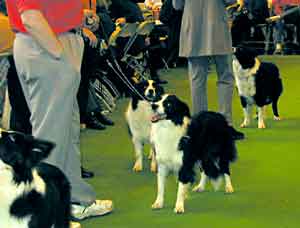 dog showing - Border Collies at crufts