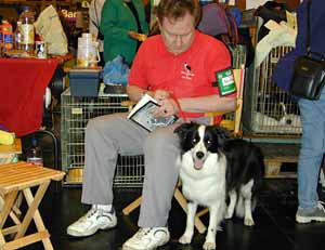 dog showing - Border Collies