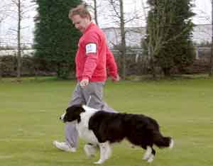 dog showing - Border Collies