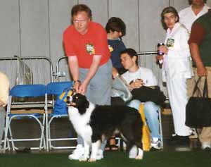 dog showing - Border Collies at Crufts