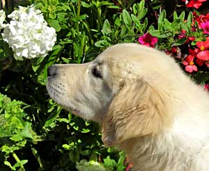 Golden Retriever Mastamariner Navigator