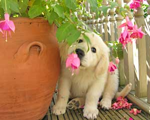 Golden Retriever Mastamariner Navigator