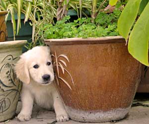 Golden Retriever Mastamariner Navigator