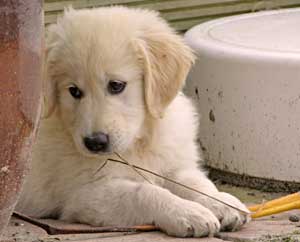 Golden Retriever Mastamariner Navigator