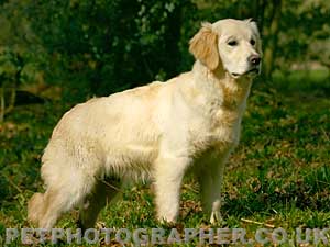 Golden Retriever Mastamariner Navigator