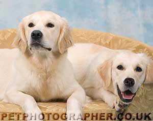 Golden Retriever Mastamariner Navigator