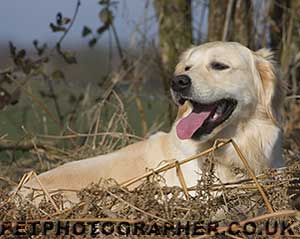 Golden Retriever Mastamariner Navigator