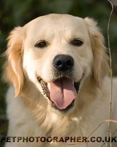 Golden Retriever Mastamariner Navigator