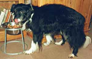 Border Collie Tegan at 17 years of age