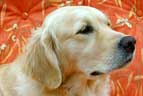 Golden Retriever Isis