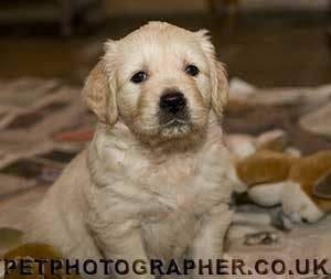 golden retriever puppy