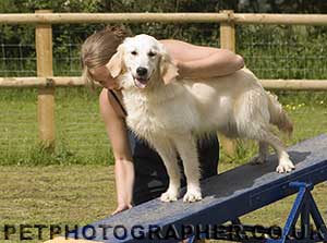 golden retriever