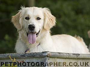 golden retriever